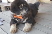 BELLE DO-KHYI OF SOSTOHEGY KINCSE 3,5 мес.